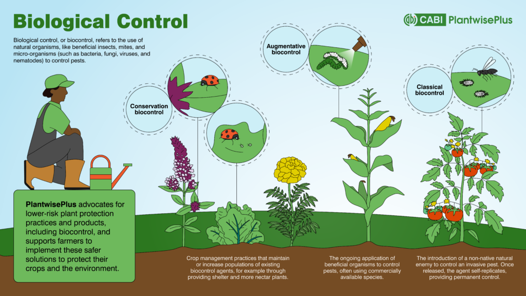 An infographic showing the three main types of biocontrol