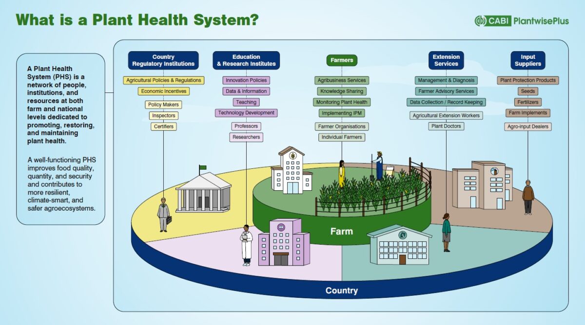 Strengthening the plant health system in South Sudan