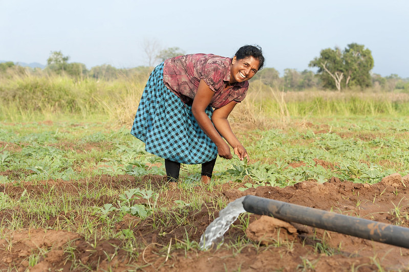 Female farmer in Sri Lanka, picking crops in the field and smiling