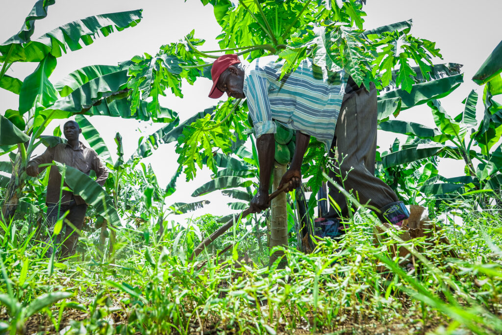 Smallholder farmers in Uganda, sowing the ground.