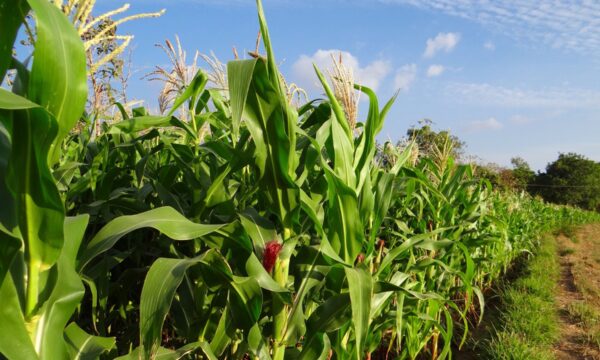 Corn in field