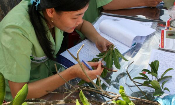 A plant doctor diagnoses a crop problem at a plant clinic in Vietnam