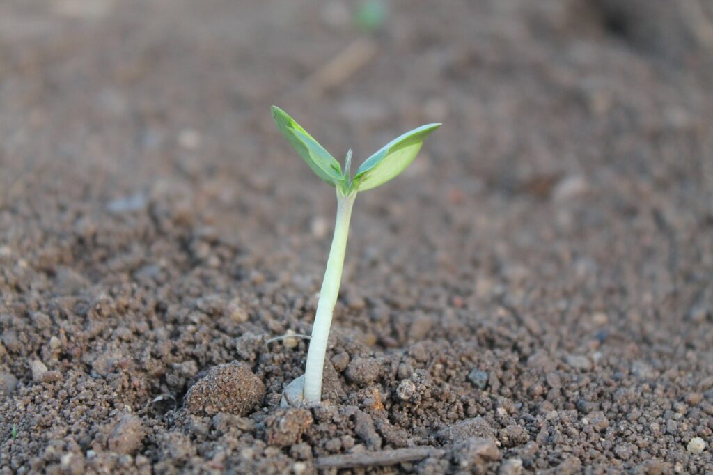 seedling in soil