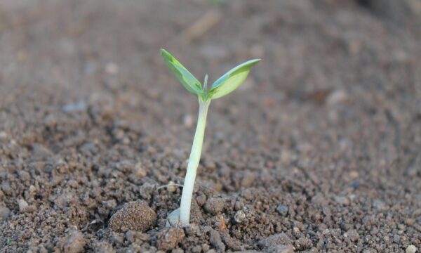 Seedling in soil