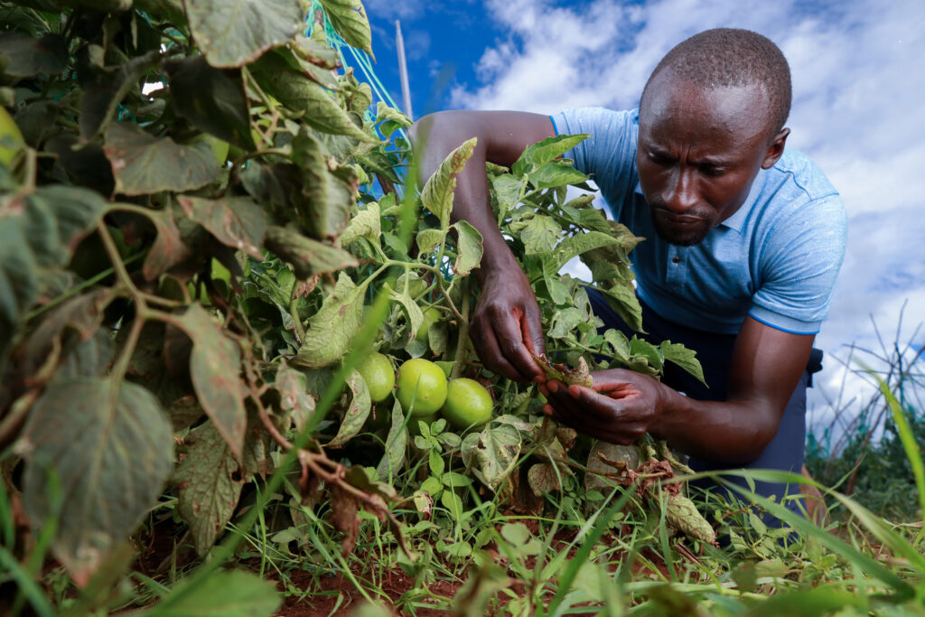 A close up of a male farmer inspecting his tomato crops for plant pests.