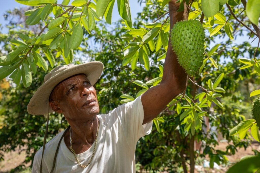 Joy Pelius is a farmer in Grenada benefiting from assistance from CABI PlantwisePlus and Ministry of Agriculture.