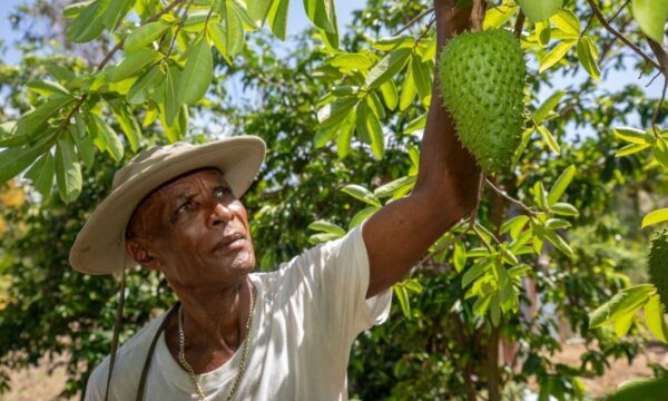 Joy Pelius is a farmer in Grenada benefiting from assistance from CABI PlantwisePlus and Ministry of Agriculture.