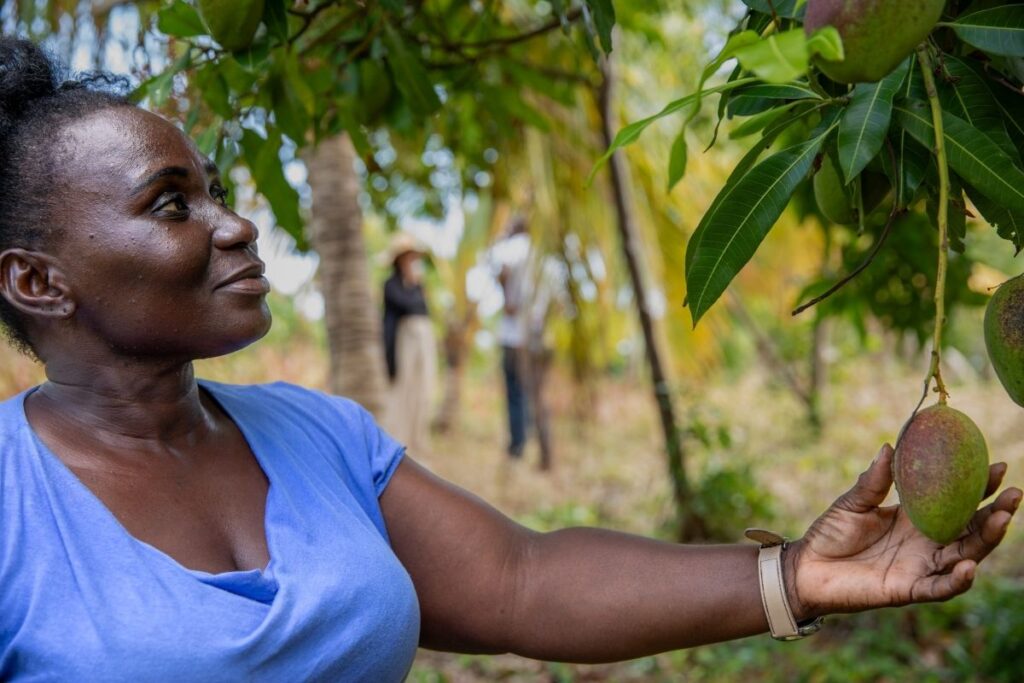 Noreen Francine, a farmer in Grenada benefiting from assistance from CABI, tends her crops.