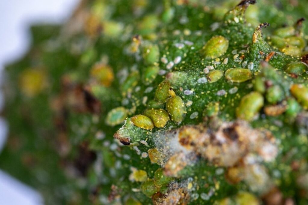 A close-up of croton scale on a sour-sop fruit