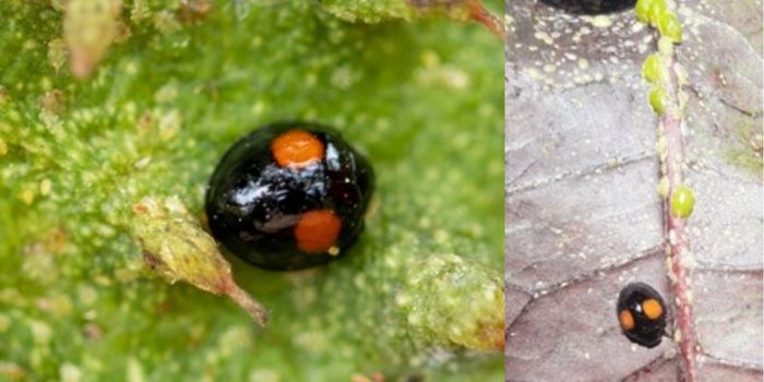 Thalassa montezumae, a ladybird on a sour sop fruit