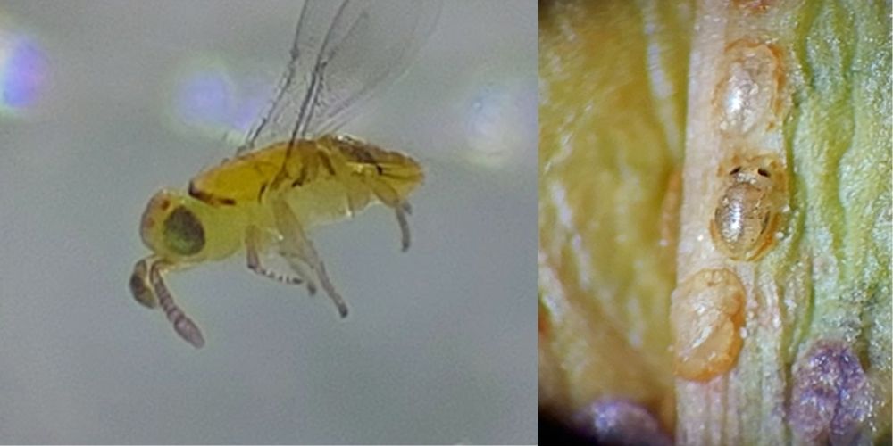 Left is a close-up of adult parasitoids, Metaphycus sp. Right shows three mummified croton scale crawlers