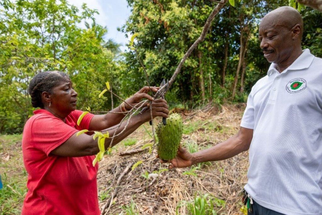 Noel Francis, from the Ministry of Agriculture in Grenada, works with a local farmer who is battling Croton Scale with assistance from CABI