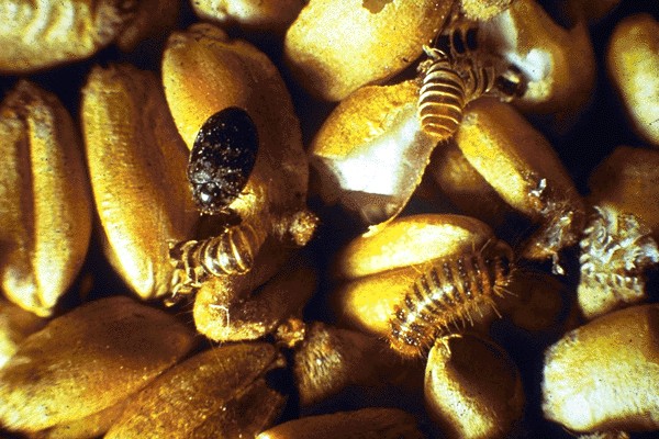 khapra beetle