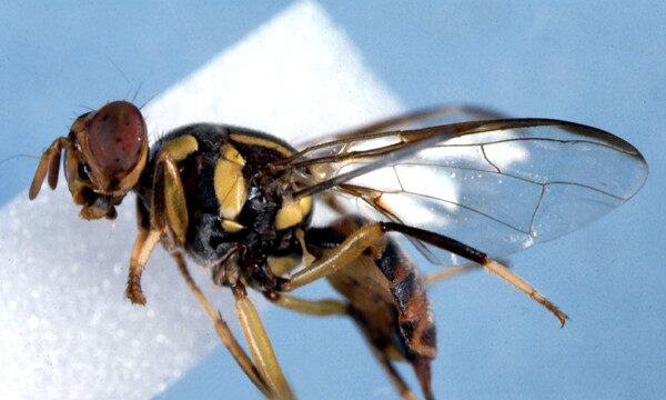 oriental fruit fly