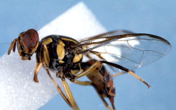 oriental fruit fly