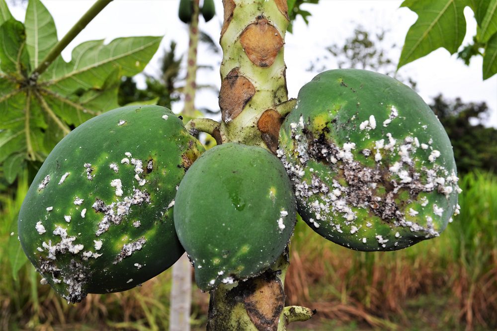 papaya mealybug