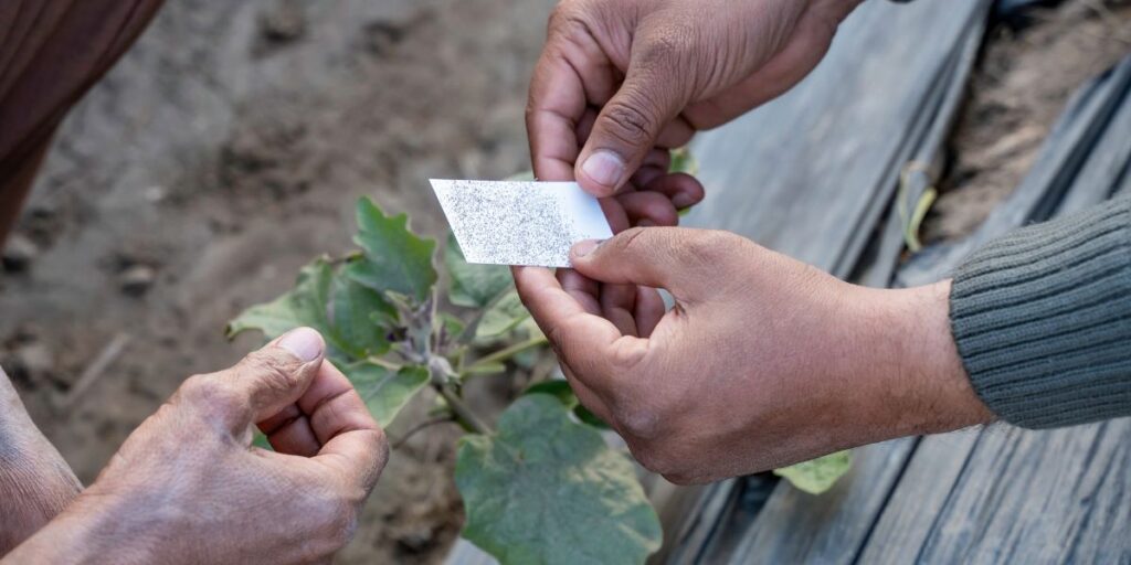 farmers in Pakistan using Trichogramma cards