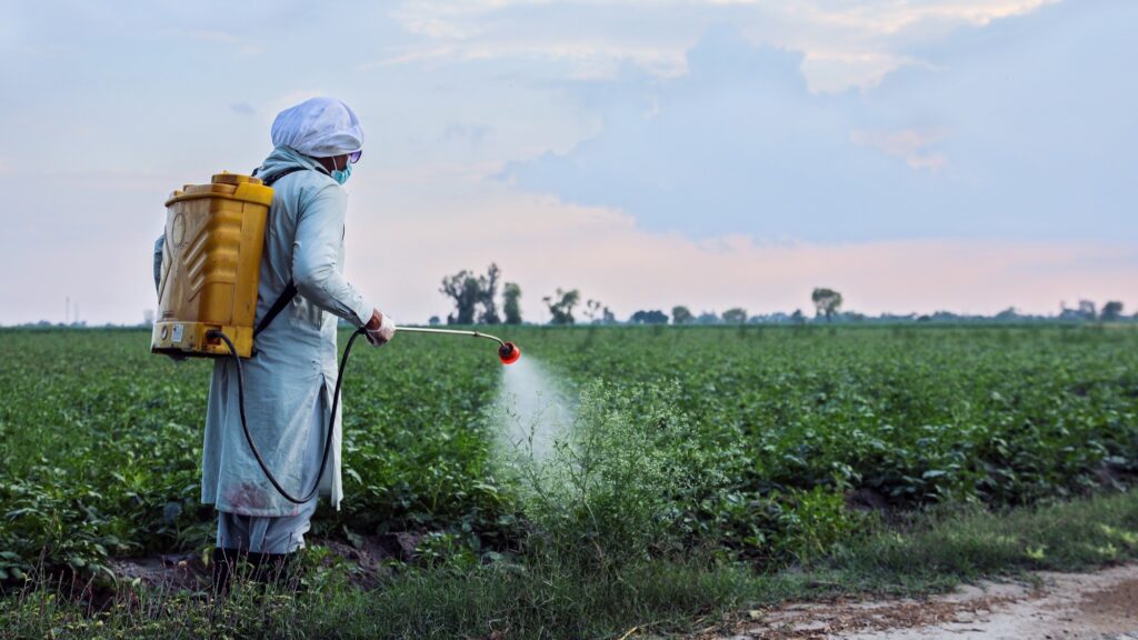 Farmer in Pakistan applying insecticides using a knapsack sprayer
