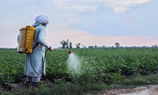 Farmer in Pakistan applying insecticides using a knapsack sprayer