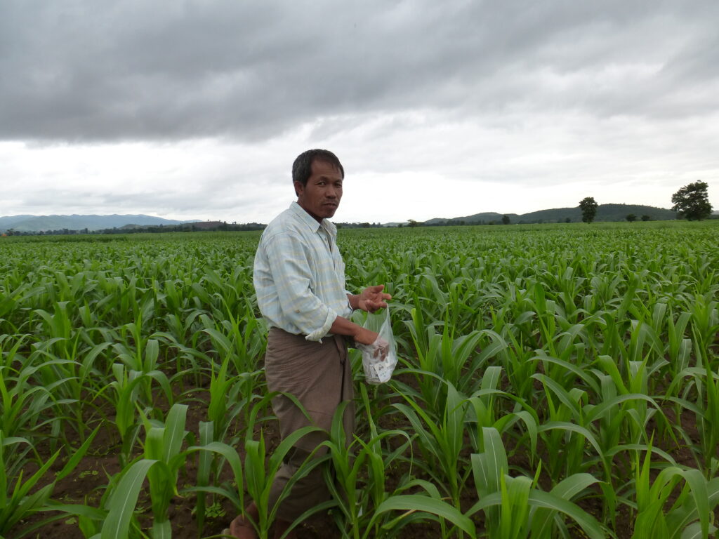 Monitoring for ACB egg masses in maize fields in Myanmar