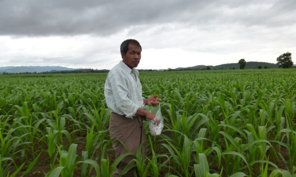 Monitoring for ACB egg masses in maize fields in Myanmar