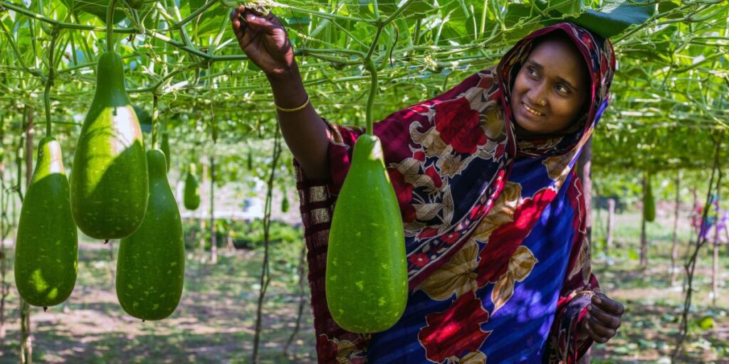 Gourd farmer in Bangladesh