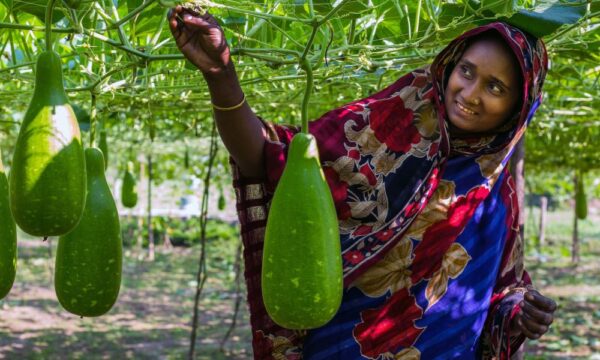 Gourd farmer in Bangladesh