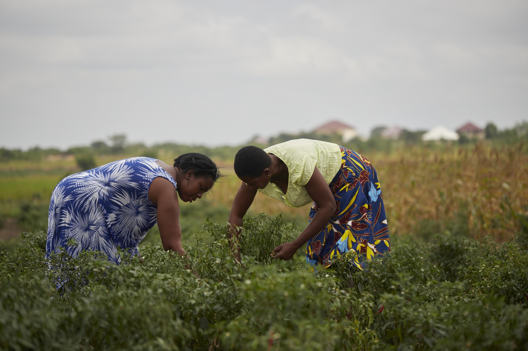 Women farmers in Ghana empowered by radio campaign – PlantwisePlus Blog