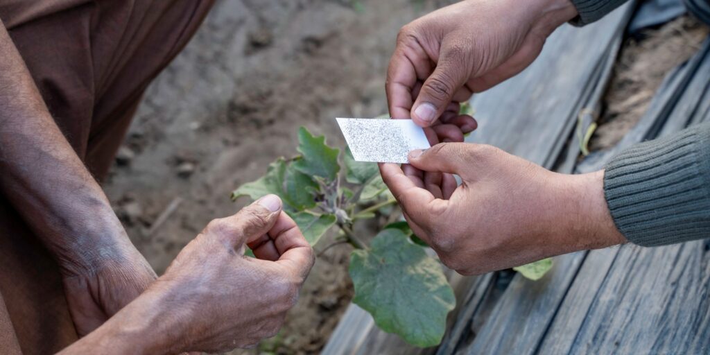 A farmer is shown how to use trichogramma cards
