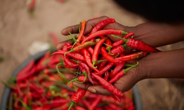 A handful of red chillies