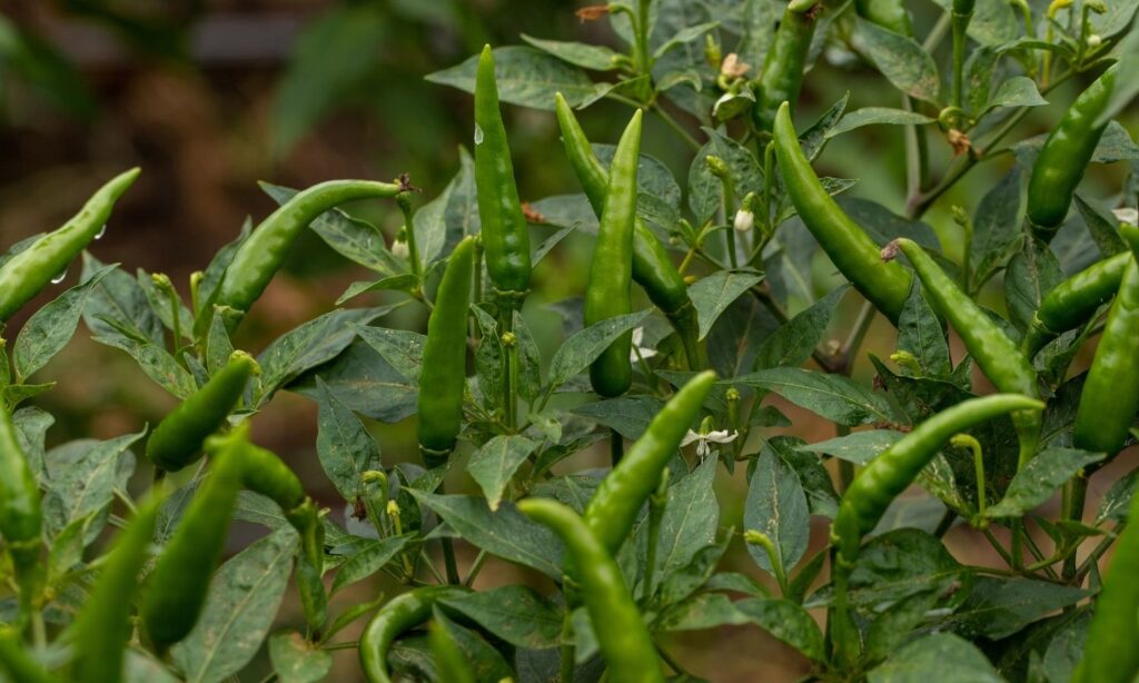 Green chilli plants