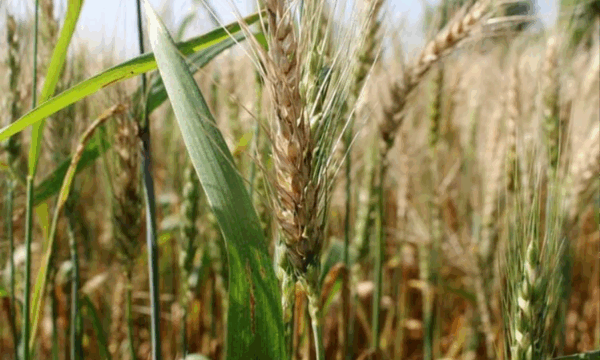 wheat blast