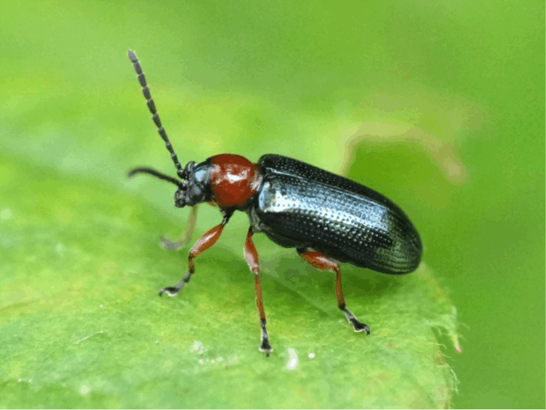 10 common wheat pests and diseases – PlantwisePlus Blog