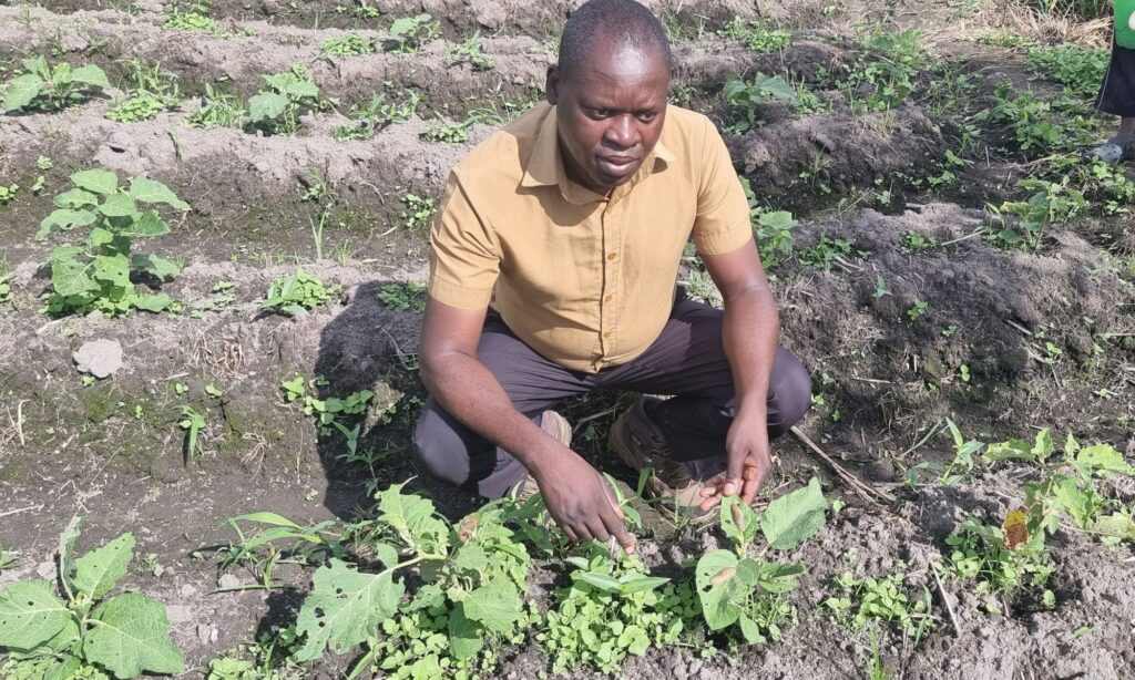 In a farmer field, Ignitious investigates damage to an African eggplant crop. Using the CABI's PlantWise Plus app, he analyzes the symptoms and successfully identifies the pest as common slugs.