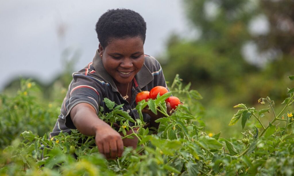 Tomato farmer harvesting her crops