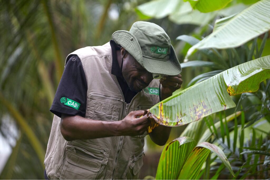 A plant doctor inspecting a banana plant for banana bunchy top disease