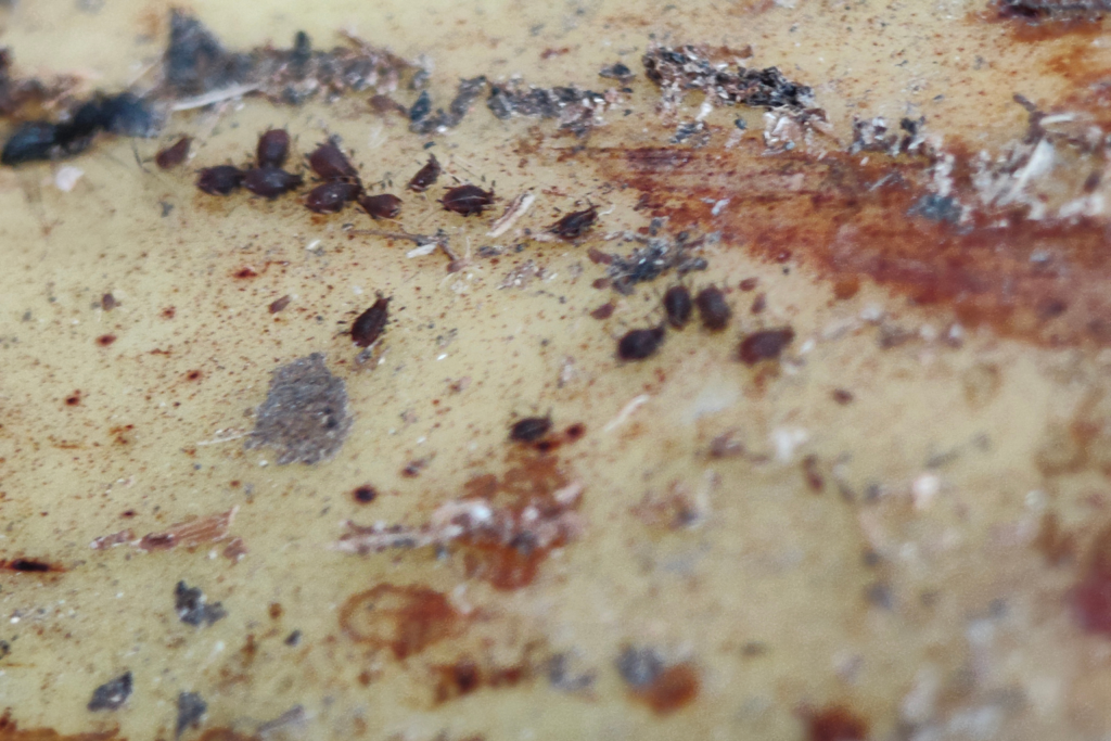 Close up of banana aphid on a banana leaf