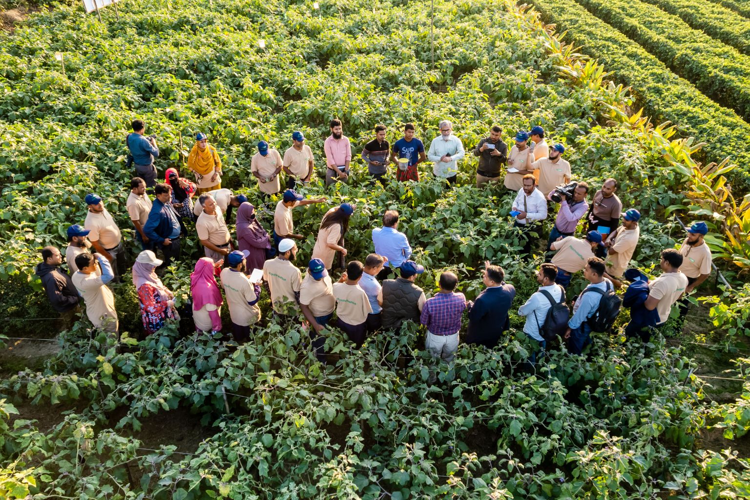 Plant doctor training participants in a field in Jashore, Bangladesh