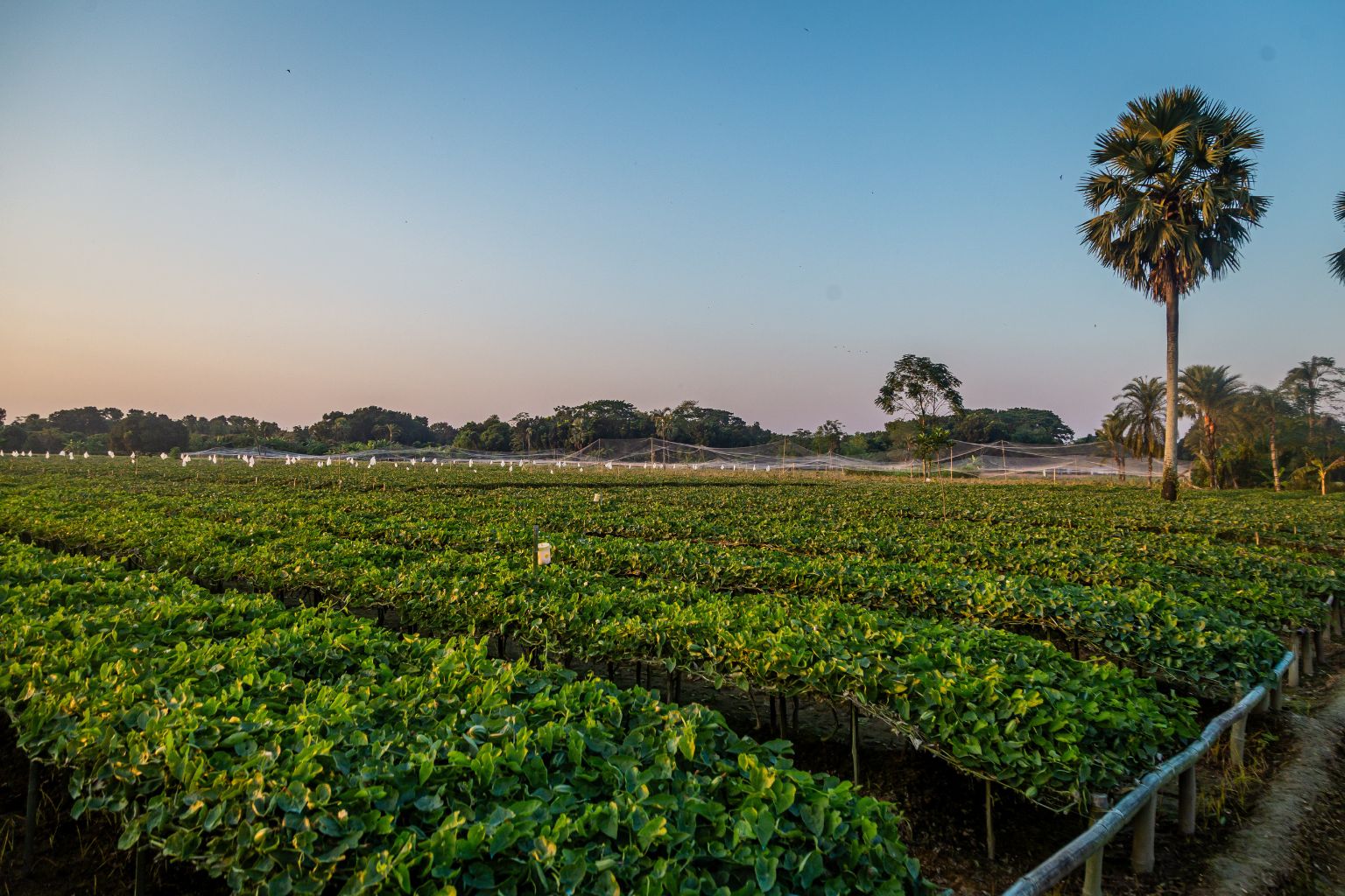 A field in Jashore, Bangladesh with pointed gourd