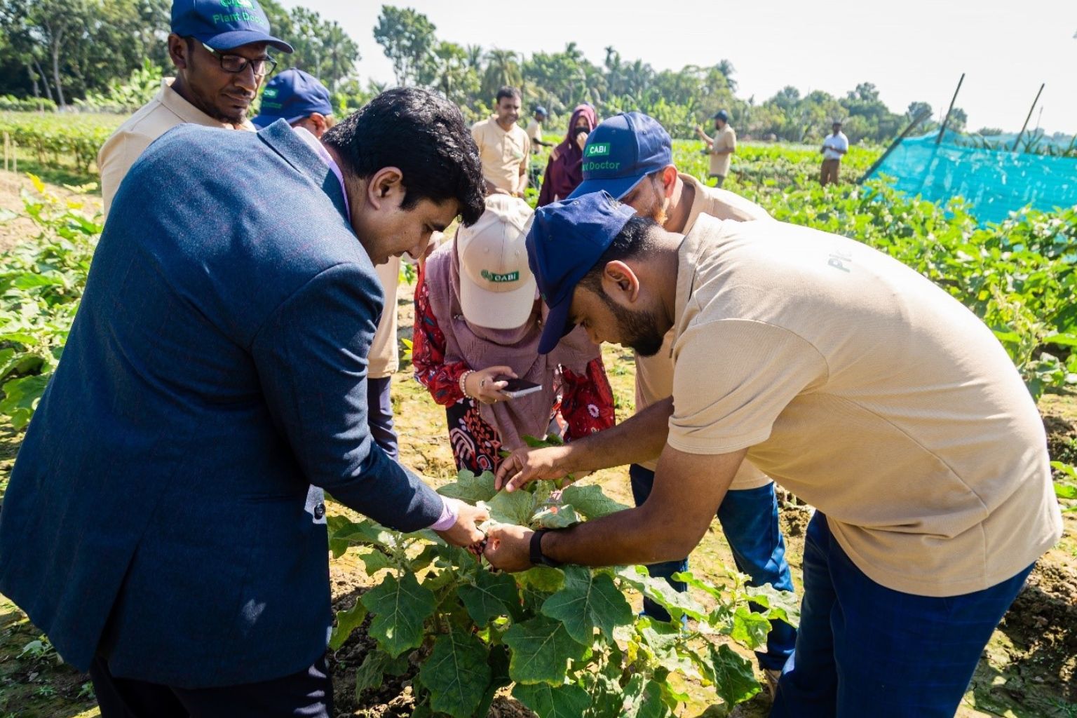 Trainee plant doctors examining brinjal plant