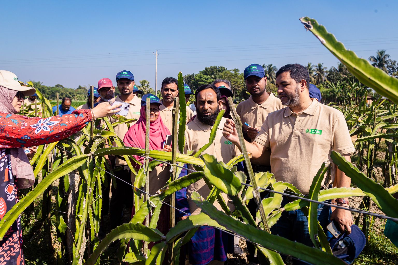 Plant doctor participants looking at infestation of a dragon fruit plant