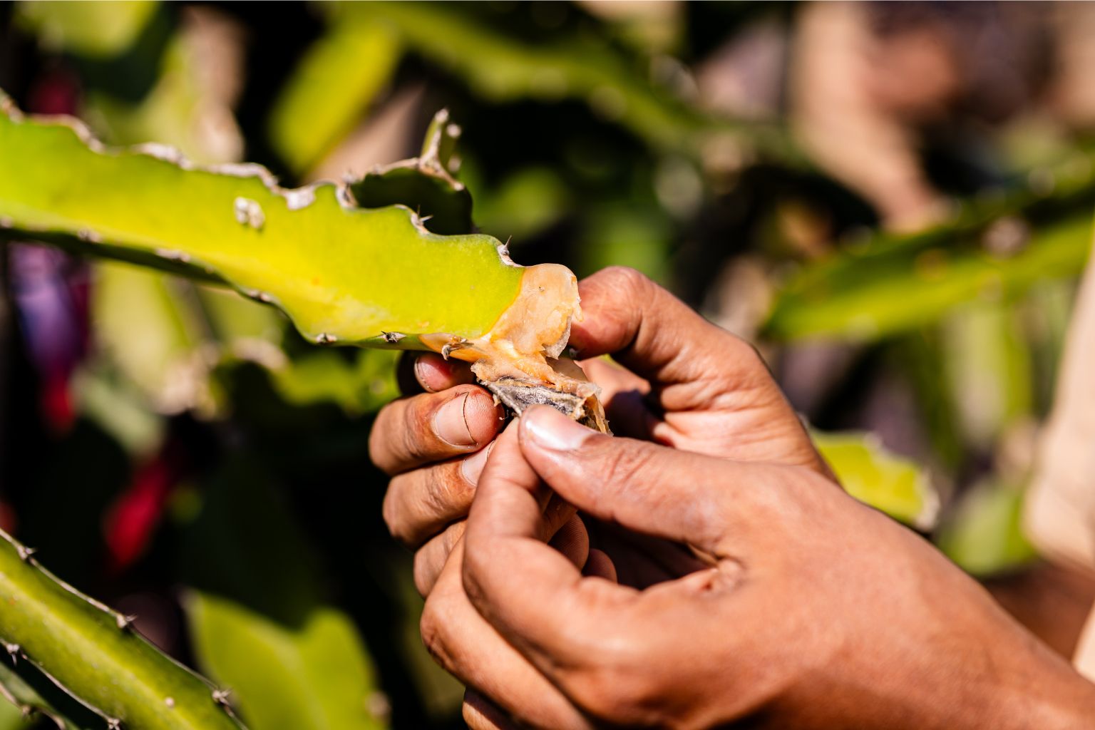 A plant doctor looking at the infested part of a dragon fruit plant