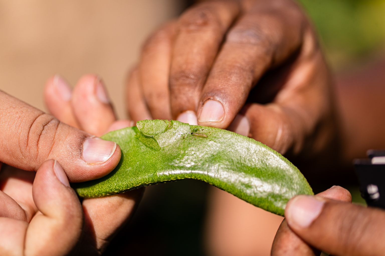 Plant doctor training participants looking at a caterpillar on a country bean