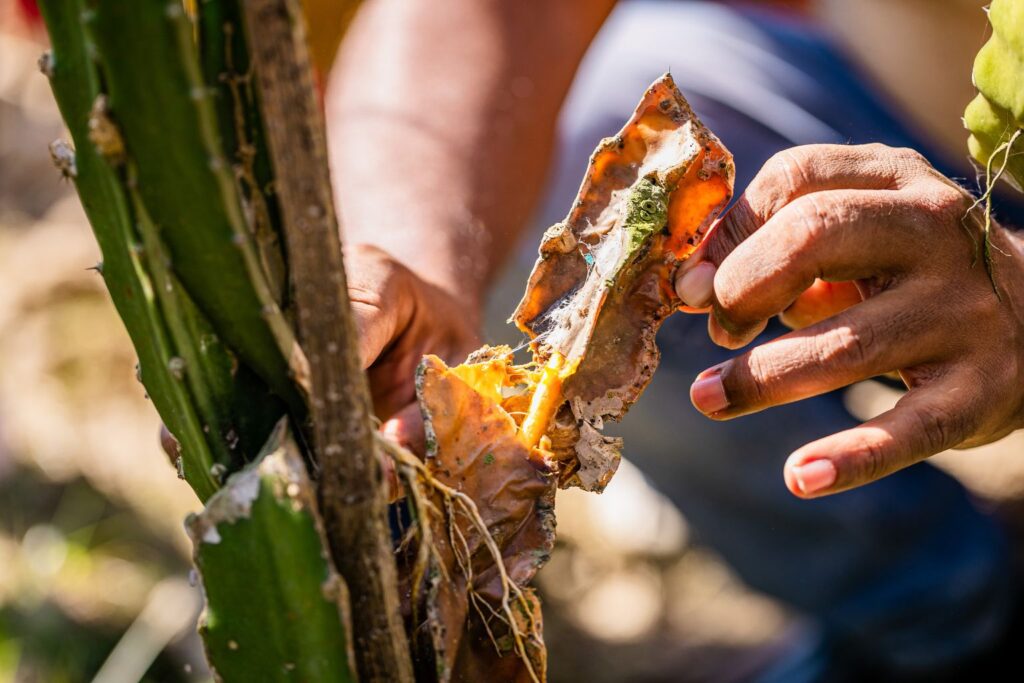 A plant doctor examining the infected part of a dragon fruit plant