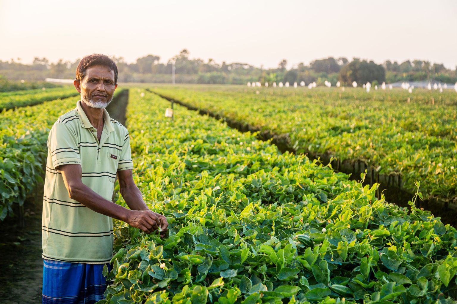 A farmer in a field of pointed gourd
