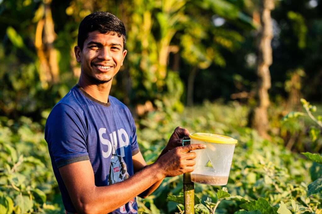 A farmer using a pheromone trap in his brinjal field.