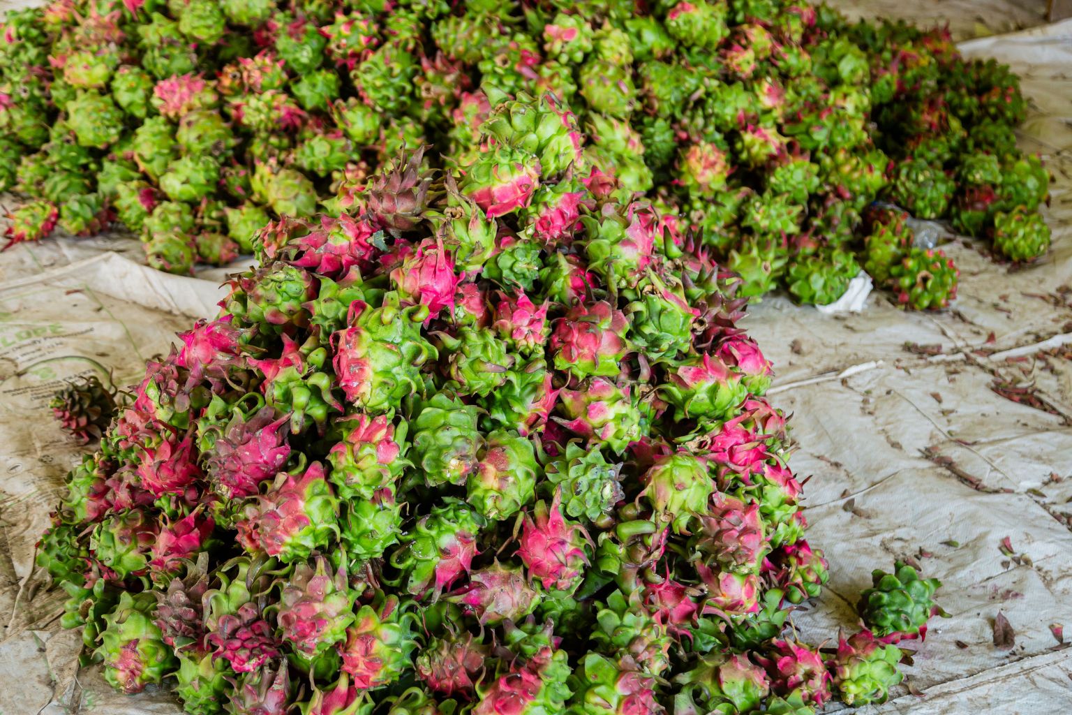 Harvested dragon fruit