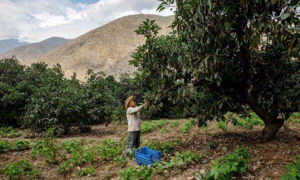 Peruvian farmer in a field