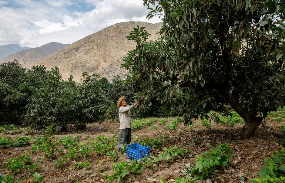A farmer in Peru. Image: CABI