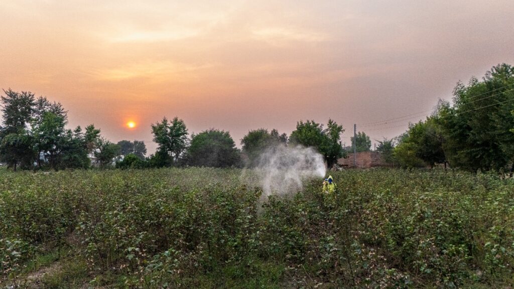 Safer pesticide use in Pakistan: A farmer is spraying his cotton field while wearing proper personal protective equipment (PPE) and applying the pesticide at the recommended time, just before sunset.